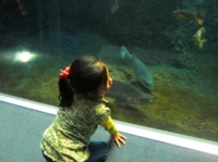 水族館が大好きなハナちゃん