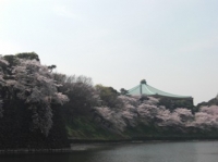 桜の奥に日本武道館