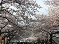 武道館の桜その1
