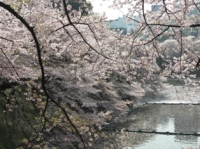 武道館の桜その2