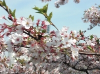 武道館の桜その3