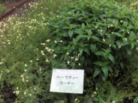 ハーブティーコーナー
