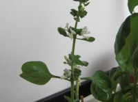 バジルのお花