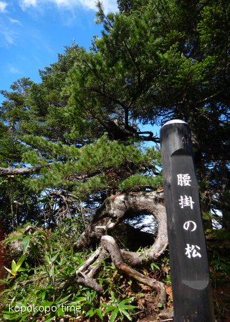 yamagatazao19.jpg