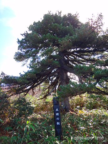 yamagatazao26.jpg