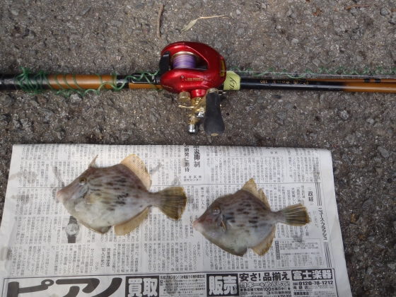 PB160044当日の全釣果は2匹.JPG