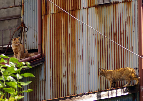 080831猫1