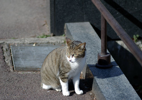 090127猫1