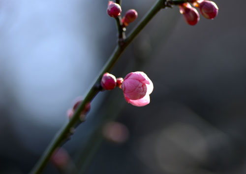 090127紅梅1