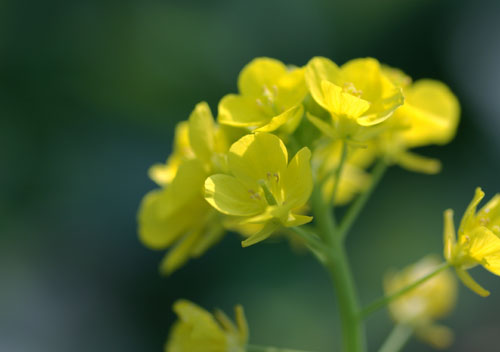 090127菜の花1