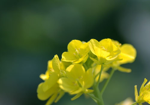 090127菜の花2