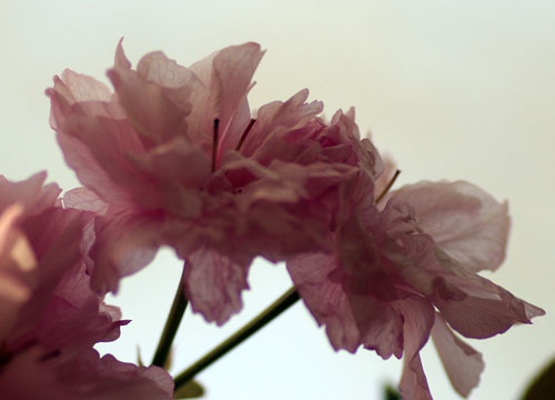 090419八重桜3