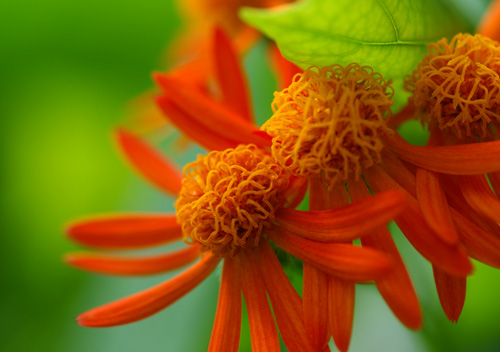 10320花3