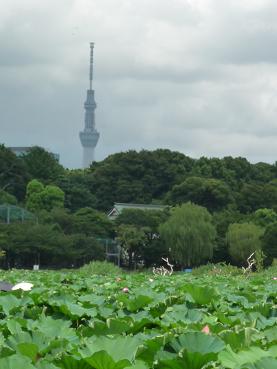 上野動物園からのスカイツリー