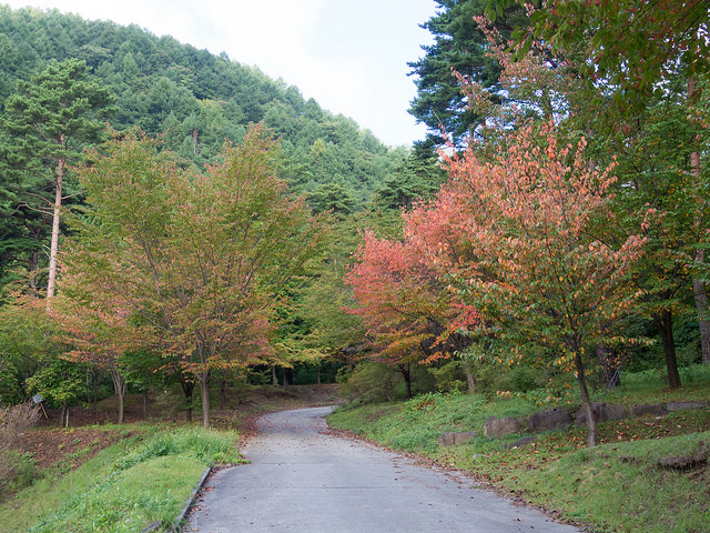 紅葉
