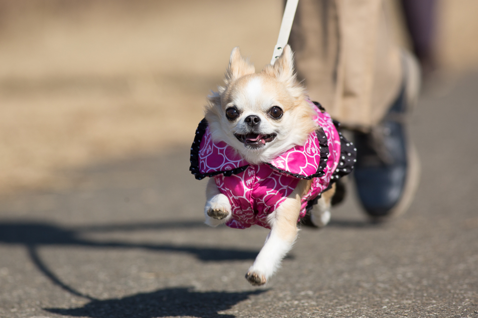 犬ぴょんぴょん