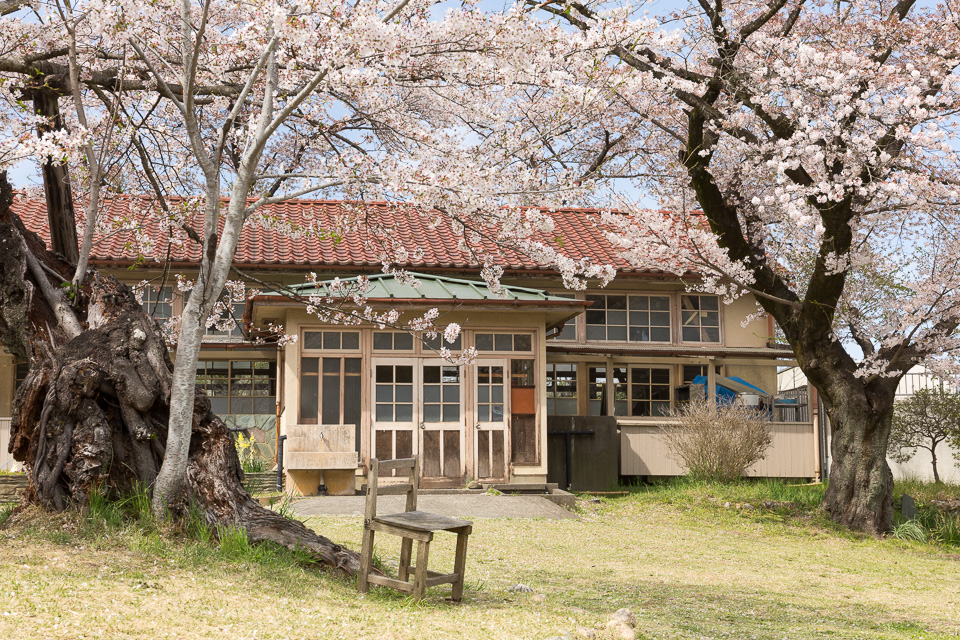 下里分校と桜02