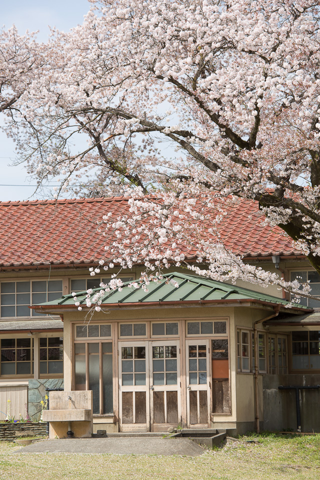 下里分校と桜03