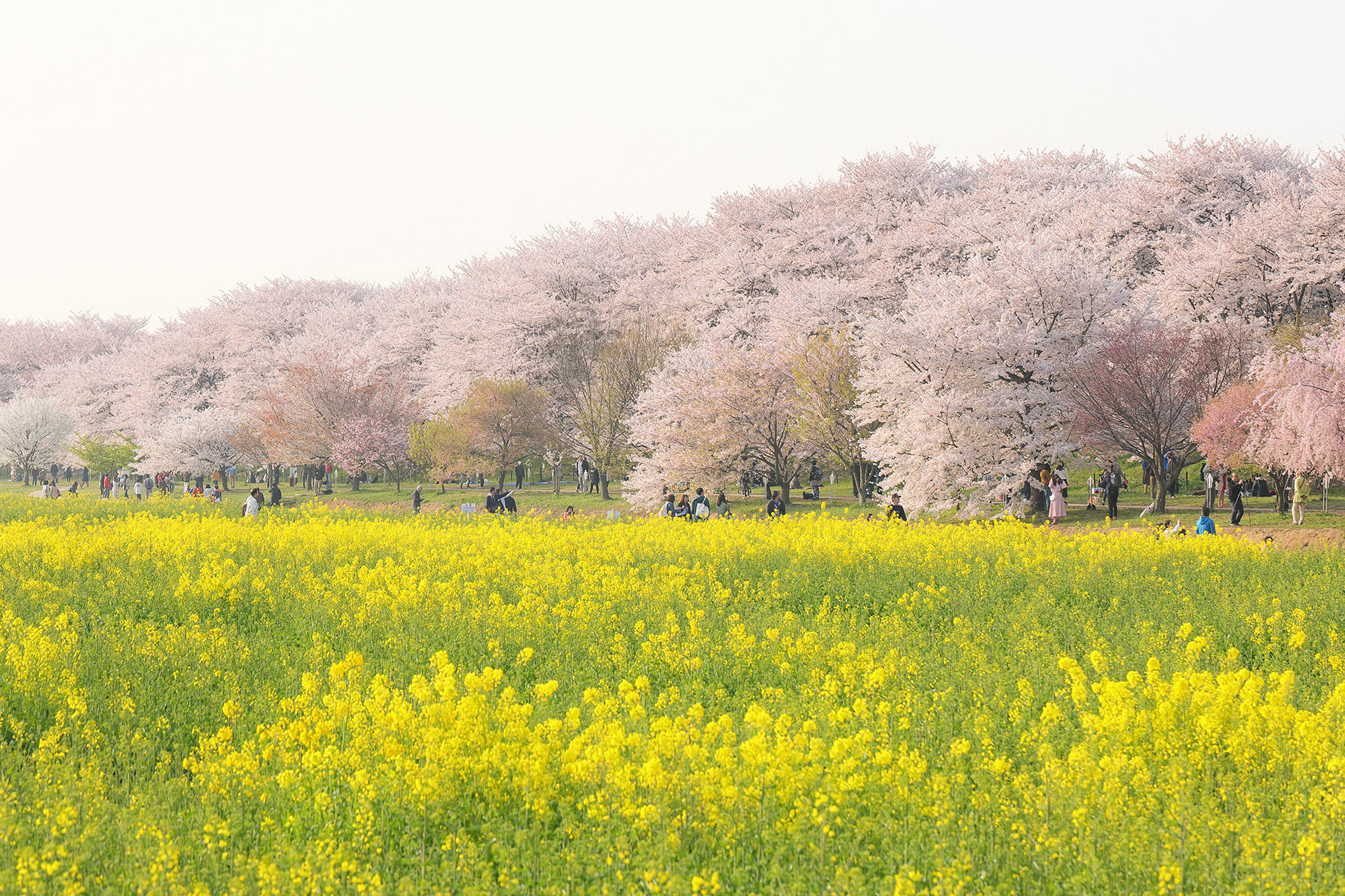 権現堂桜堤