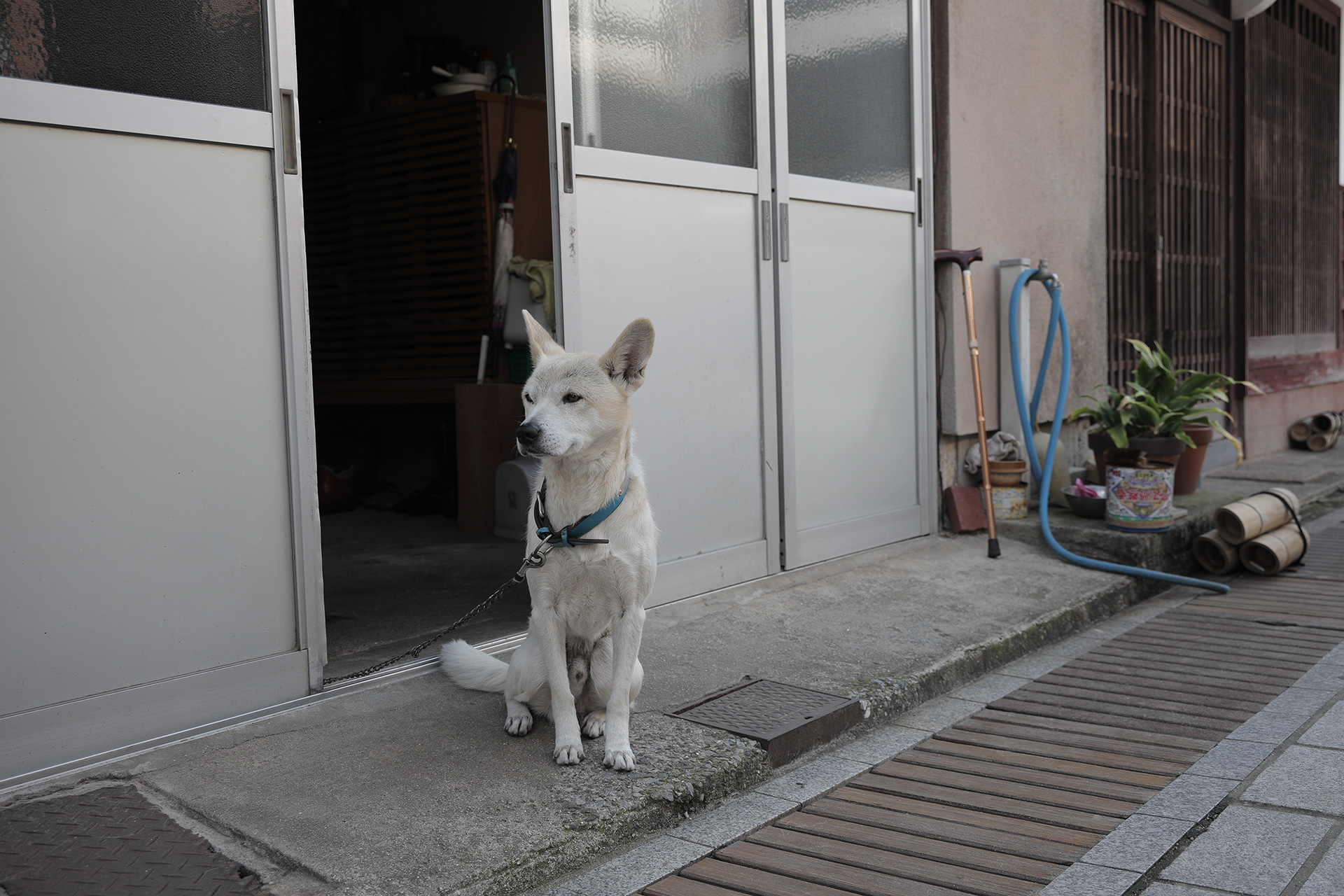 竹原の犬