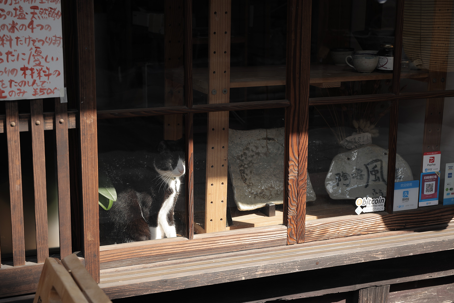 竹原の猫