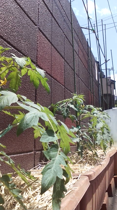 20100515123826.jpg