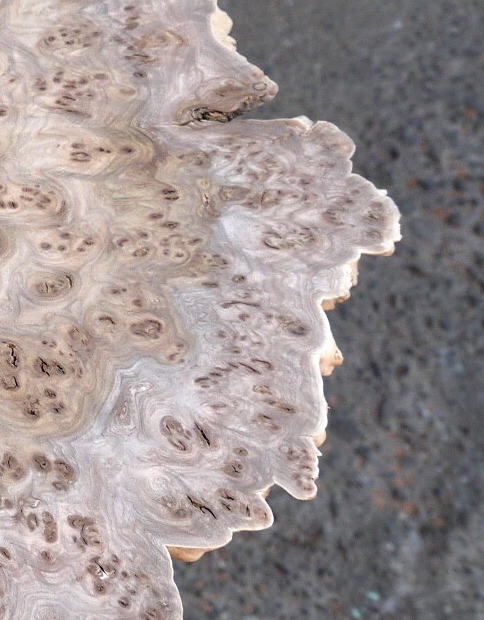 楡瘤（ニレコブ）のスライス | 一枚板ショールーム”ウッドランド柏” by