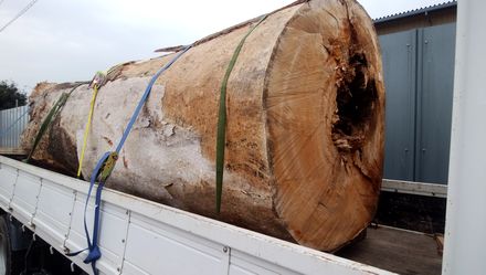 けやき大怪木（たいけいぼく）を入手しました | 一枚板ショールーム 
