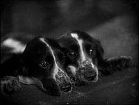 農夫の妻 犬1