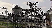 ヒッチコック 鳥 公園