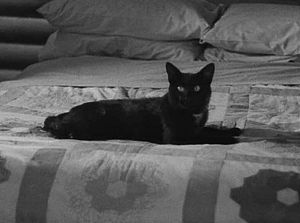 THE AWFUL TRUTH cat1