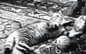 cat