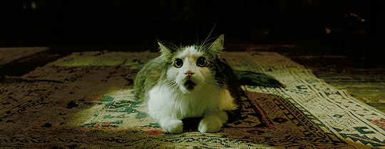 THE SHAPE OF WATER cat