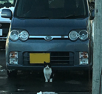 ねこちゃん