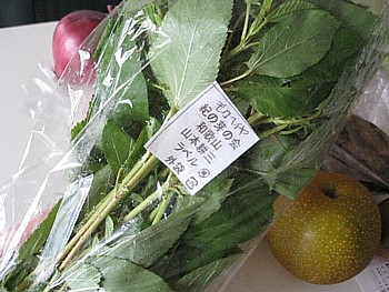 らでぃっしゅ お試し4週目5