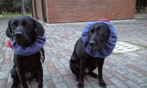 LABs