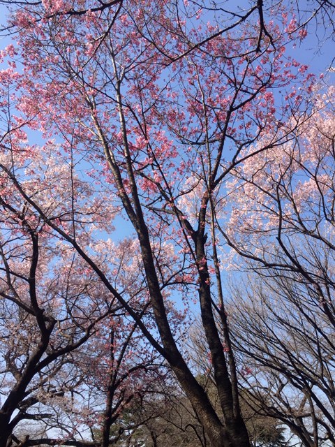 image1.jpeg