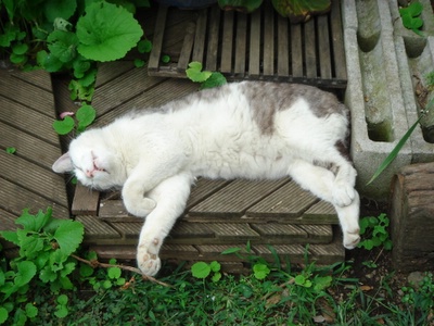 猫 太陽のある生活