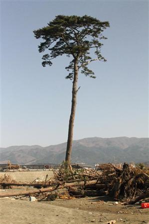 rikuzentakata.matu.jpg