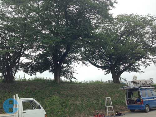 桜の木(通算7・8本目)