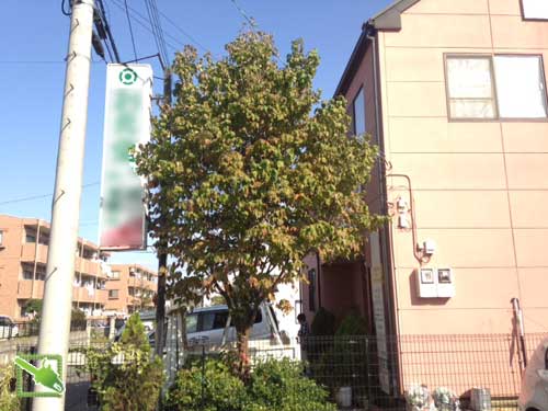 作業前のハナミズキ
