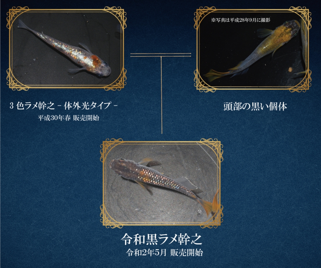 令和黒ラメ幹之サファイア系 3匹 → 静楽庵様 直購入 超極上 1ペア18万