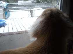 20090120初雪1