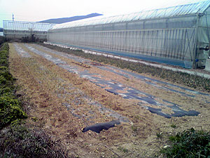 玉ねぎ移植完了