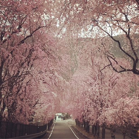 「駿河徳山 桜」の画像検索結果