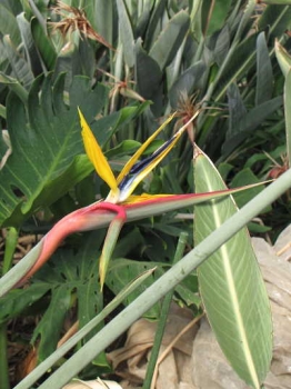 黄花予定系中間種花