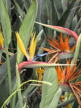 花の様子