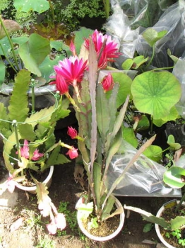 今年の開花