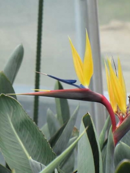 花の様子
