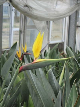 花の様子